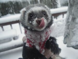 Scipio in the Snow.jpg