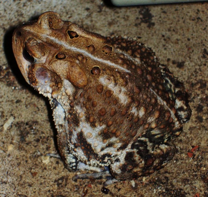 Basement Toad, 2011 edition
