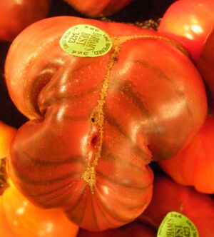 Alien Tomato.JPG