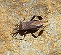 Bug on a Rock.JPG