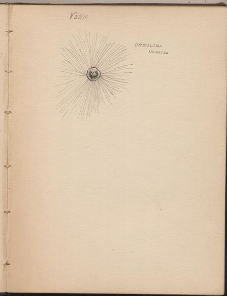 File:Hbk.Human Physiology and Histology-08.jpg