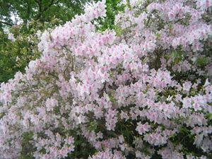 Giant Azalea 2009 2.JPG