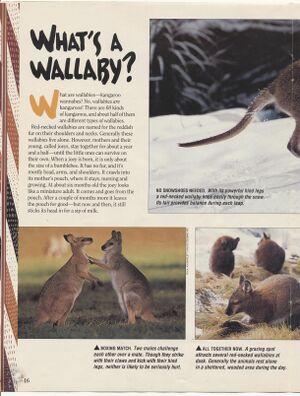 Poster.Hop Along-3.jpg