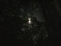 20221104 194742.moon in tree.adj.jpg