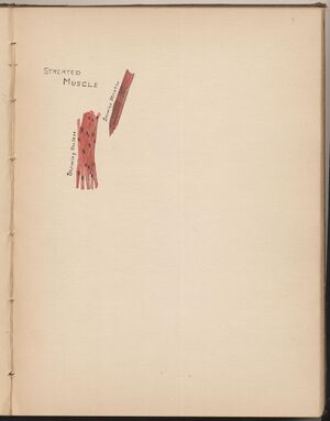 Hbk.Human Physiology and Histology-37.jpg