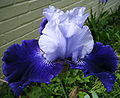 Two Toned Iris 2009 two.JPG