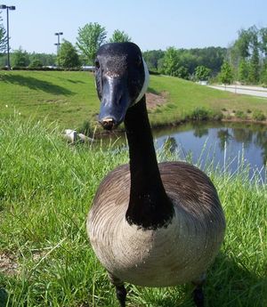 Friendly Goose02.JPG
