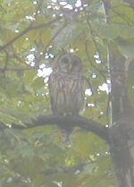Thumbnail for File:P6280005 owl.jpg