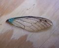 Cicada wing.jpg