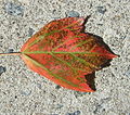Maple Leaf Sept2009.JPG