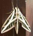 Mothra.jpg