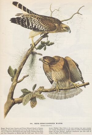 Flyer.Birds of America-2.jpg