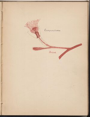 Hbk.Human Physiology and Histology-39.jpg