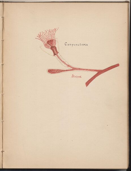 File:Hbk.Human Physiology and Histology-39.jpg