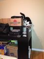 Trouty's desk & cat 2013-08-13.jpg