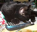 Kestra the Phoning Cat.jpg