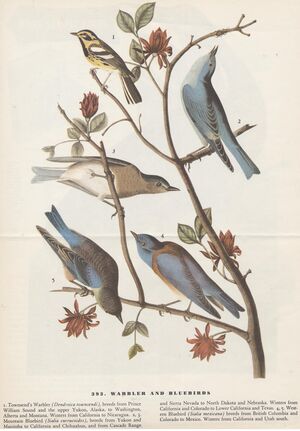 Flyer.Birds of America-4.jpg