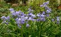 2017March27-Wild Hyacinths.jpg