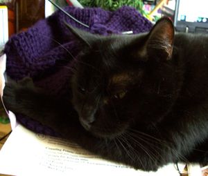 After The Gnawing is Done.jpg