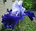 Two Toned Iris 2009 one.JPG