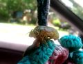 2017-05-18 Cicada Shell on the Car Flower.JPG