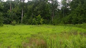 IMG 20170627 170218862.jpg