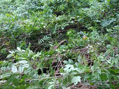 general chaos at ground zero