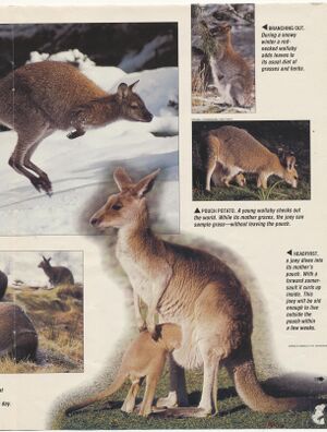 Poster.Hop Along-4.jpg