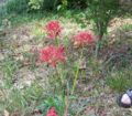 Red Flower Landscape3.jpg