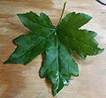 Sweet Gum Leaf.JPG