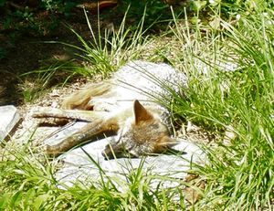 2007-07-02 fox in backyard 100 2129.jpg