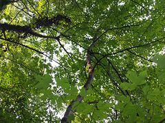 another tree caught our wire, possibly preventing damage to our pole