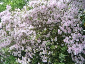 Giant Azalea 2009 3.JPG