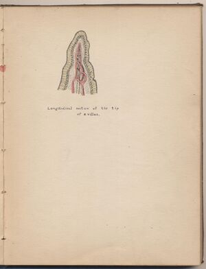 Hbk.Human Physiology and Histology-25.jpg