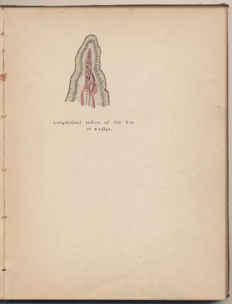 File:Hbk.Human Physiology and Histology-25.jpg