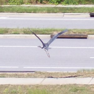 Heron flying away.big.jpg