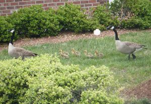 Geese Family3.JPG