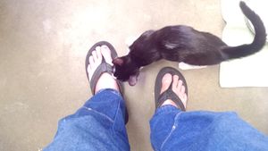 DSC 0161.cat shelter.jpg