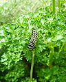 Single Swallowtail Caterpillar Close Up.JPG