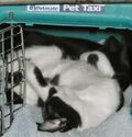 Thumbnail for File:P8060001 2002-08-06 Pip in pet taxi.jpg