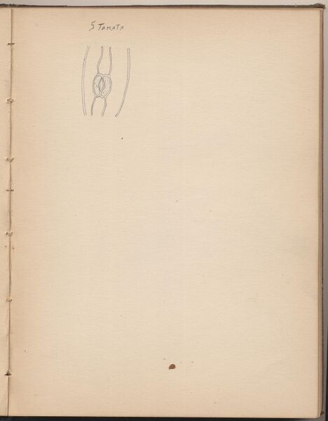 File:Hbk.Human Physiology and Histology-32.jpg