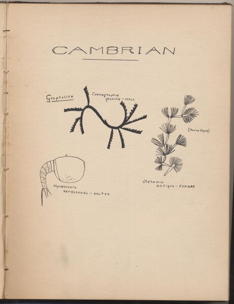 File:Hbk.Human Physiology and Histology-11.jpg