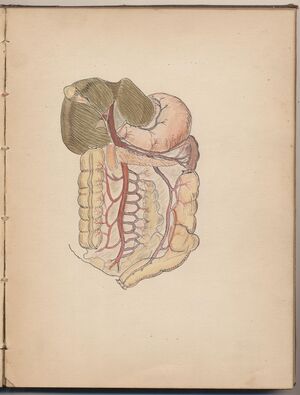 Hbk.Human Physiology and Histology-26.jpg