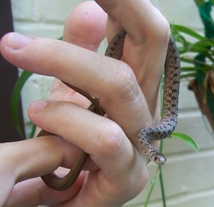 Baby Snake3.jpg