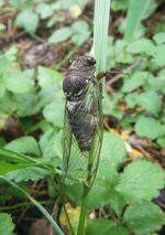 Thumbnail for File:Cicada July 2009.JPG