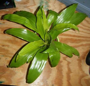 Lime Green Plant.JPG