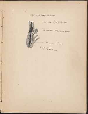 Hbk.Human Physiology and Histology-28.jpg