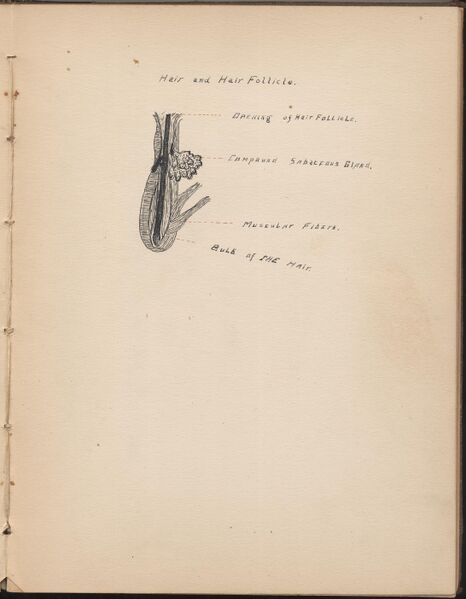 File:Hbk.Human Physiology and Histology-28.jpg