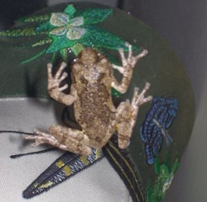 Tree Frog Outside On Hat.jpg