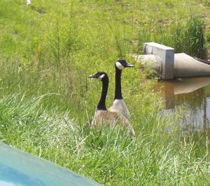 Friendly Goose07.JPG